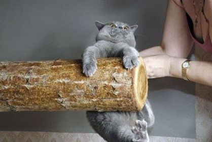 A picture of a cat hanging onto a log